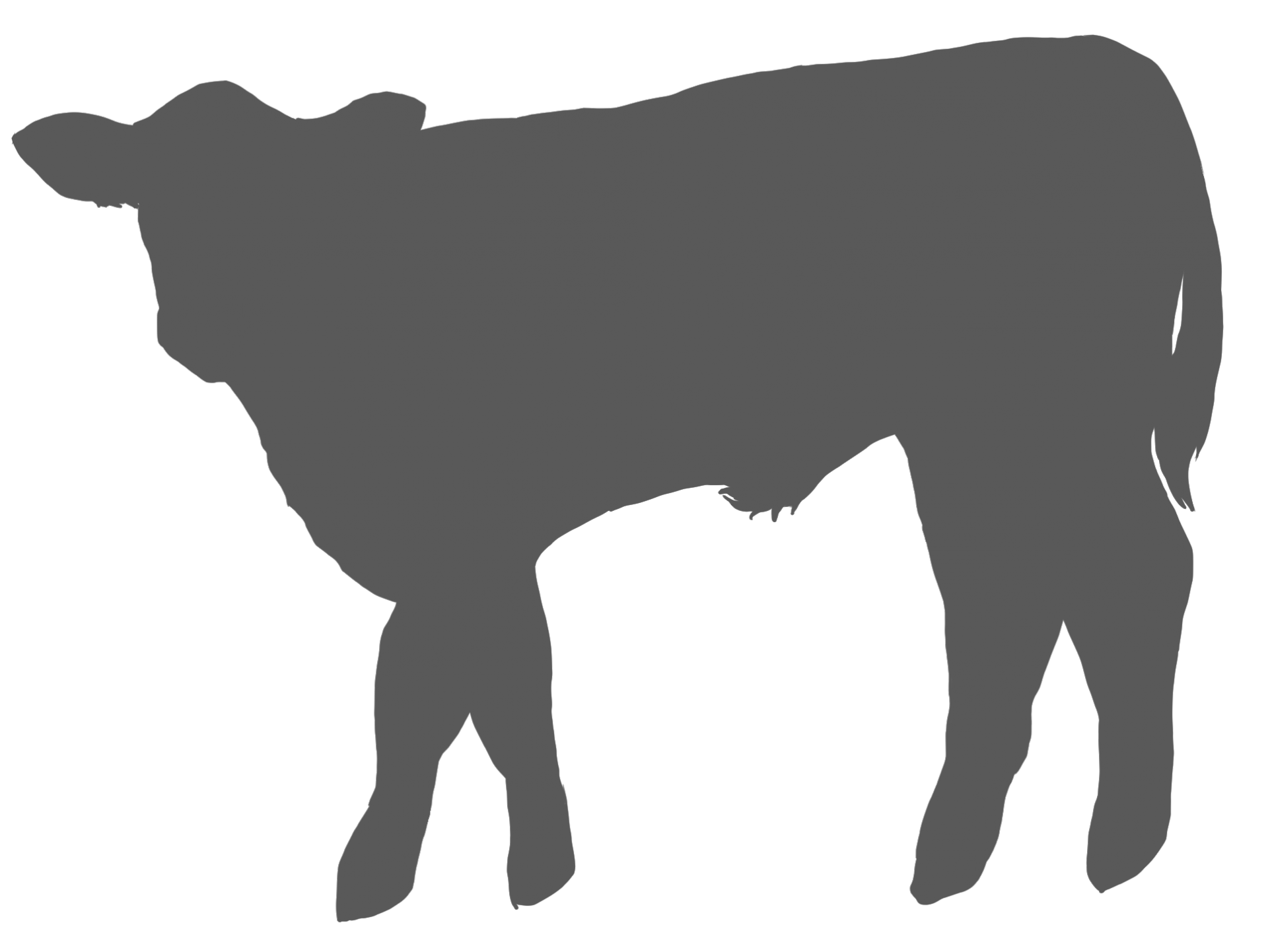 Fleischkunde Kalb - TIMM Fleisch- und Wurstmanufaktur