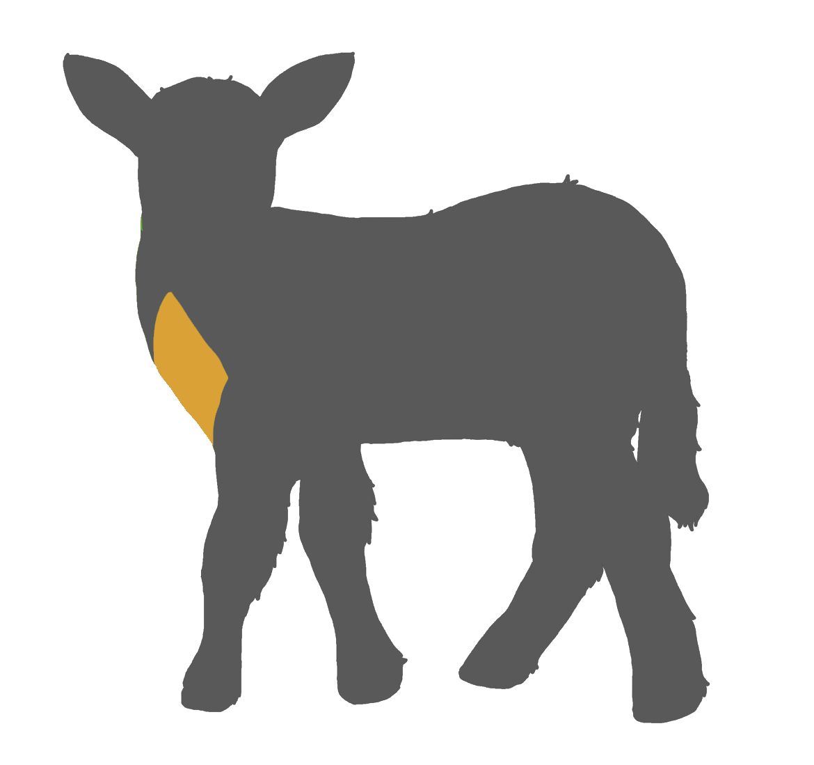 Fleischkunde Lamm - TIMM Fleisch- und Wurstmanufaktur